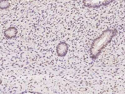Immunohistochemistry-Paraffin: RBM7 Antibody [NBP2-97836]