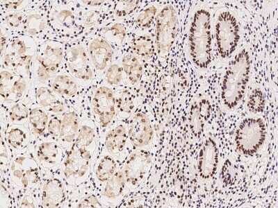 Immunohistochemistry-Paraffin: RBM7 Antibody [NBP2-97836]