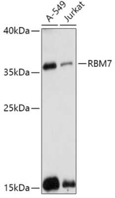 Western Blot: RBM7 AntibodyAzide and BSA Free [NBP2-94284]