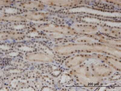 Immunohistochemistry-Paraffin: RBM8A Antibody (3E4) [H00009939-M08]