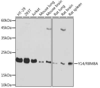 Western Blot: RBM8A Antibody (5K5E6) [NBP3-15805]