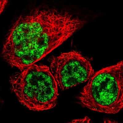 Immunocytochemistry/ Immunofluorescence: RBM8A Antibody [NBP1-88376]