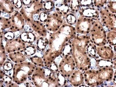 Immunohistochemistry-Paraffin: RBM8A Antibody [NBP3-13019]