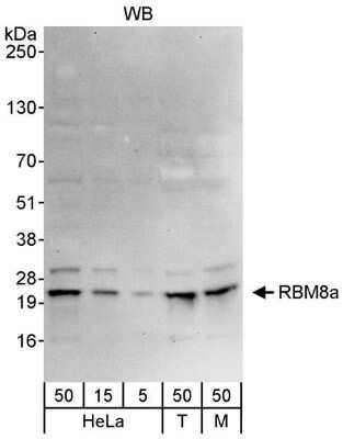 Western Blot: RBM8A Antibody [NB100-55326]