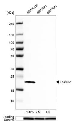 Western Blot: RBM8A Antibody [NBP1-88376]