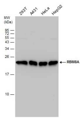 Western Blot: RBM8A Antibody [NBP3-13019]