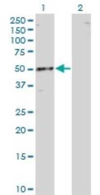 Western Blot: RBMS1 Antibody (3F2-2G9) [H00005937-M01]