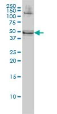 Western Blot: RBMS1 Antibody (M1) [H00005937-M02]