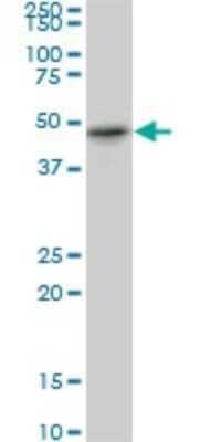 Western Blot: RBMS1 Antibody (M1) [H00005937-M02]
