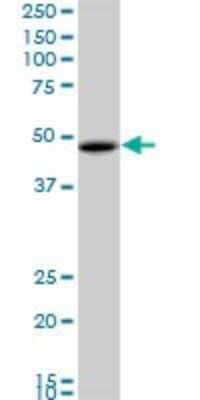 Western Blot: RBMS1 Antibody (M1) [H00005937-M02]