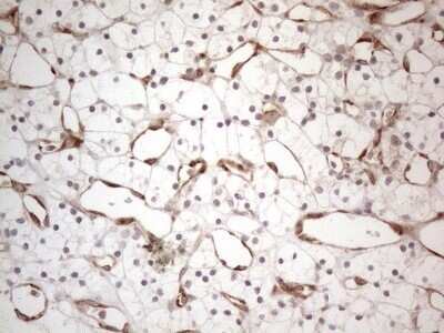 Immunohistochemistry: RBMS1 Antibody (OTI2H1) - Azide and BSA Free [NBP2-73834]