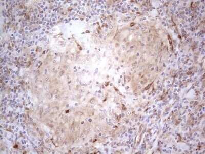 Immunohistochemistry: RBMS1 Antibody (OTI2H1) - Azide and BSA Free [NBP2-73834]