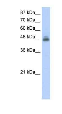 Western Blot: RBMS1 Antibody [NBP1-58231]