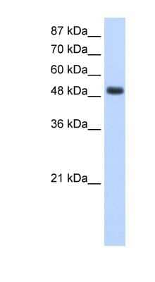 Western Blot: RBMS1 Antibody [NBP1-58232]