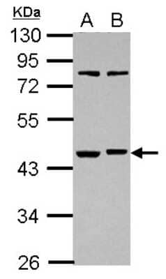 Western Blot: RBMS1 Antibody [NBP2-20110]