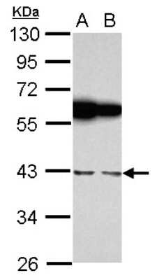 Western Blot: RBMS1 Antibody [NBP2-20111]