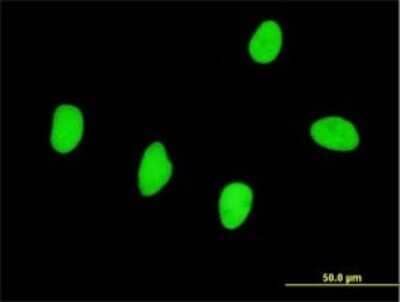 Immunocytochemistry/ Immunofluorescence: RBMS2 Antibody (3B12) [H00005939-M01]