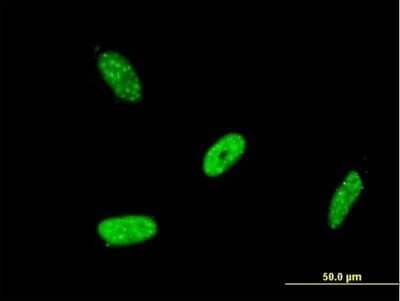 Immunocytochemistry/ Immunofluorescence: RBMS2 Antibody (4E2) [H00005939-M04]