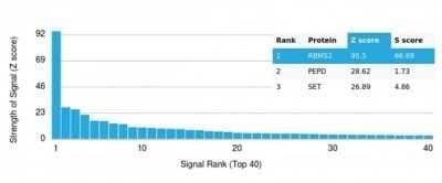 Protein Array: RBMS2 Antibody (PCRP-RBMS2-1B6) - Azide and BSA Free [NBP3-14163]