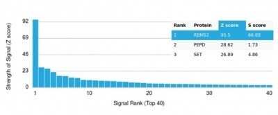 Protein Array: RBMS2 Antibody (PCRP-RBMS2-1B6) [NBP3-13760]