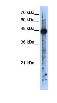 Western Blot: RBMS2 Antibody [NBP1-57271]