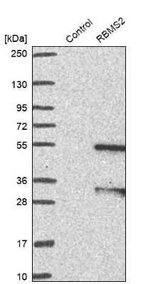 Western Blot: RBMS2 Antibody [NBP1-92321]