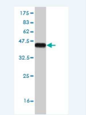 Western Blot: RBMS3 Antibody (3B11) [H00027303-M02]