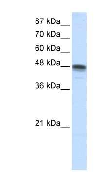 Western Blot: RBMS3 Antibody [NBP1-57147]