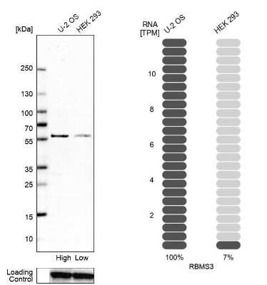 Western Blot: RBMS3 Antibody [NBP1-89497]