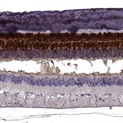 Immunohistochemistry-Paraffin: RBP3 Antibody [NBP2-58952]