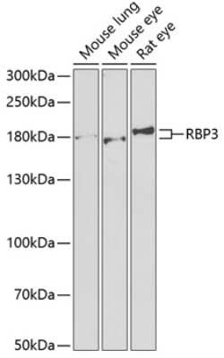 Western Blot: RBP3 AntibodyBSA Free [NBP2-93946]