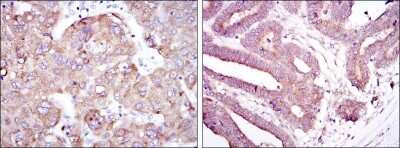Immunohistochemistry: RBP4/Retinol-Binding Protein 4 Antibody (4C2) - BSA Free [NBP2-37614]