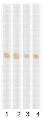 Western Blot: RBP4/Retinol-Binding Protein 4 Antibody (RB42) [NBP1-05426]