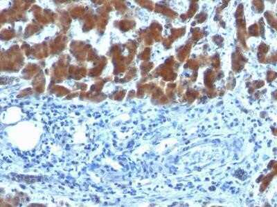 Immunohistochemistry-Paraffin: Retinol Binding Protein RBP Antibody (SPM442) - Azide and BSA Free [NBP2-34410]