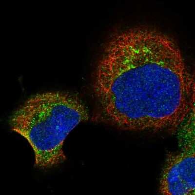 Immunocytochemistry/ Immunofluorescence: RBP5 Antibody [NBP2-32643]