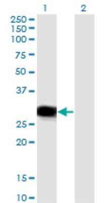 Western Blot: RBPMS Antibody (1C12) [H00011030-M03]