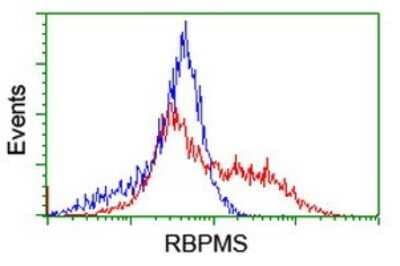 Flow Cytometry: RBPMS Antibody (OTI2G10) [NBP2-45551]