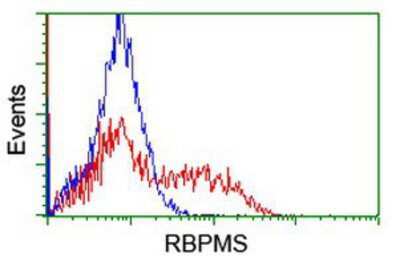 Flow Cytometry: RBPMS Antibody (OTI3B7) [NBP2-03905]