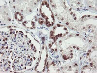 Immunohistochemistry-Paraffin: RBPMS Antibody (OTI3B7) [NBP2-03905]