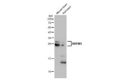 Western Blot: RBPMS Antibody (HL1106) [NBP3-13723]