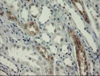 Immunohistochemistry: RBPMS Antibody (OTI2G10) - Azide and BSA Free [NBP2-73835]