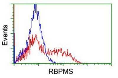 Flow Cytometry: RBPMS Antibody (OTI3B7) - Azide and BSA Free [NBP2-73836]