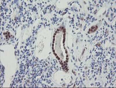 Immunohistochemistry: RBPMS Antibody (OTI3B7) - Azide and BSA Free [NBP2-73836]