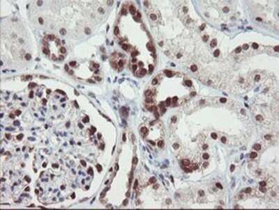 Immunohistochemistry: RBPMS Antibody (OTI3B7) - Azide and BSA Free [NBP2-73836]