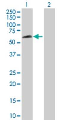 Western Blot: RBPSUHL Antibody [H00011317-D01P]