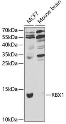 Western Blot: RBX1 AntibodyBSA Free [NBP2-93616]