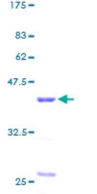 SDS-PAGE: Recombinant Human RBX1 GST (N-Term) Protein [H00009978-P01]