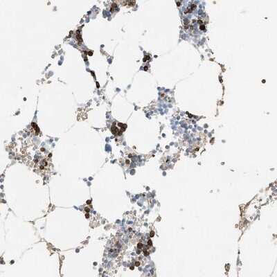 Immunohistochemistry-Paraffin: RCAN3 Antibody [NBP1-84972]