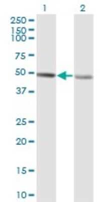 Western Blot: RCC1 Antibody (1C1) [H00001104-M02]