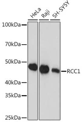 Western Blot: RCC1 Antibody (1F0C5) [NBP3-15295]